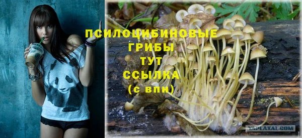 стаф Касимов